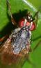Mycophaga testacea